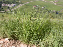 Image of Slender Wild Rye