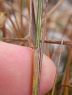 Imagem de Elymus violaceus (Hornem.) J. Feilberg