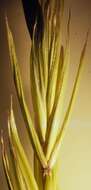 Imagem de Elymus violaceus (Hornem.) J. Feilberg