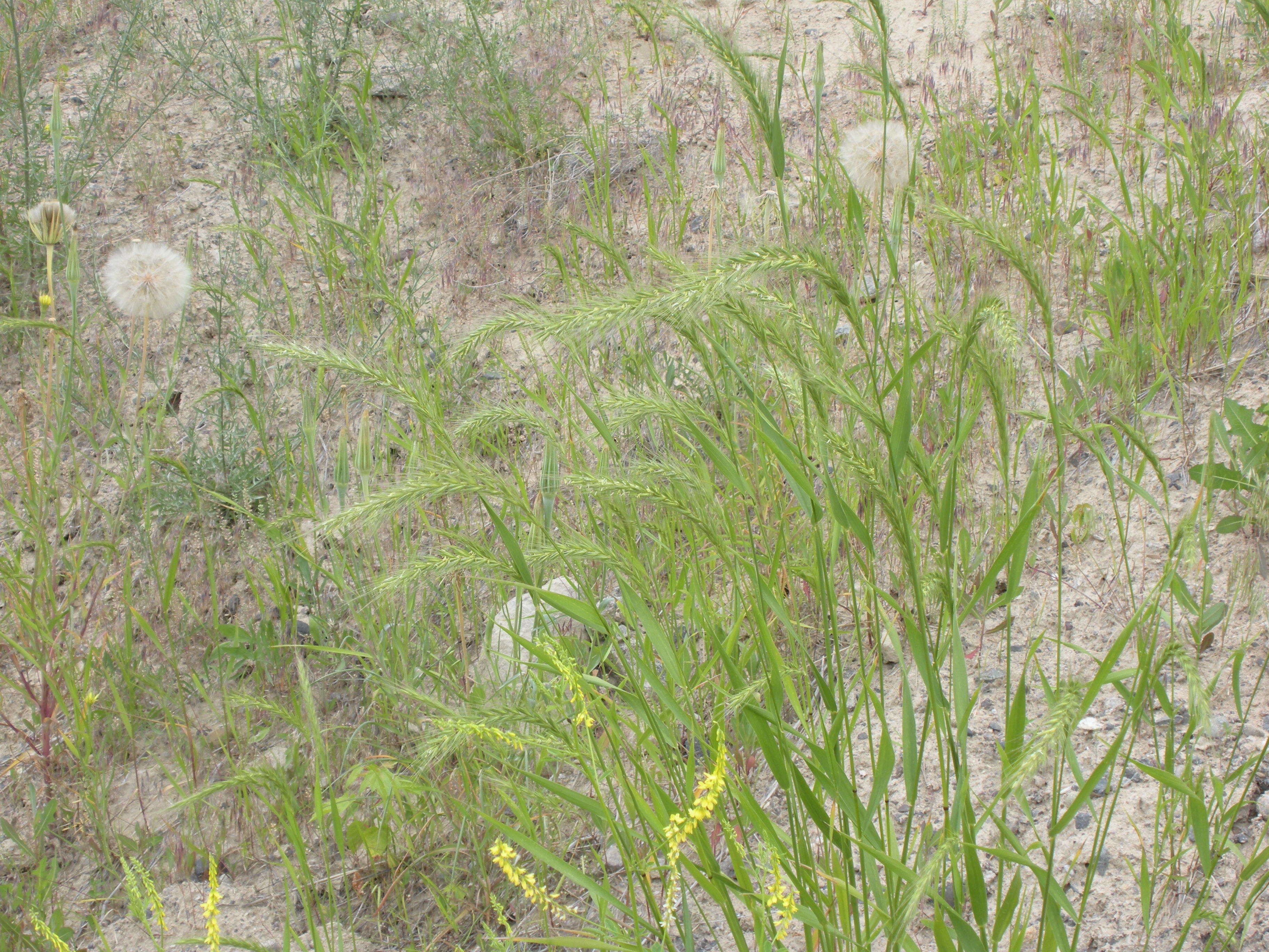 Plancia ëd Elymus canadensis L.