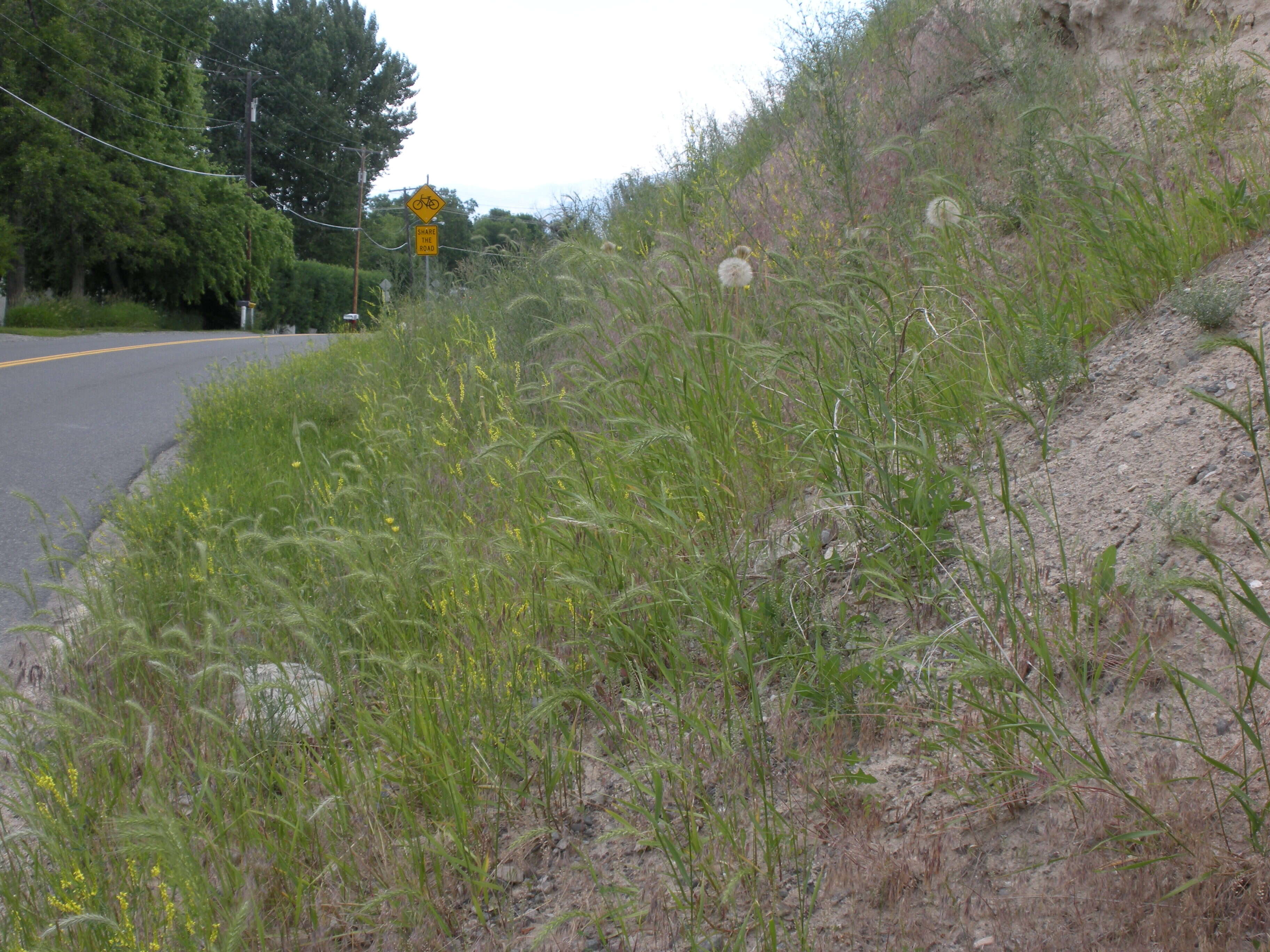 Plancia ëd Elymus canadensis L.