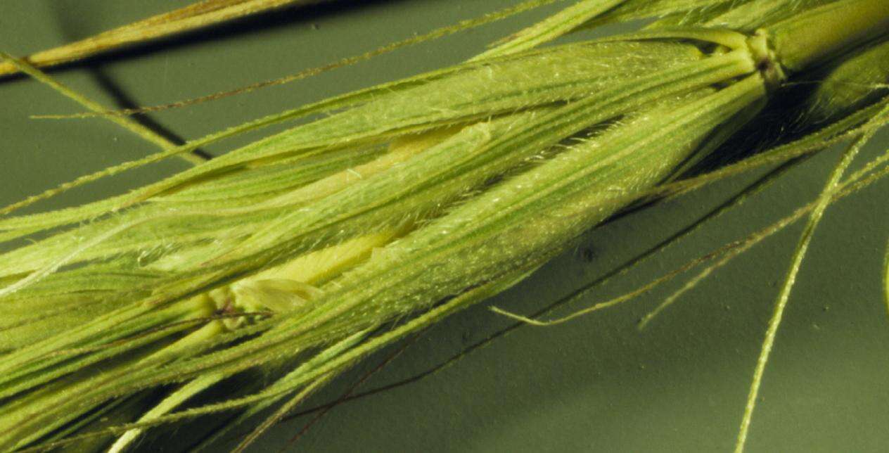 Plancia ëd Elymus canadensis L.