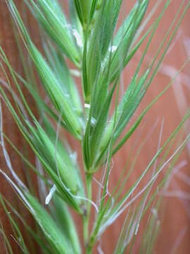 Plancia ëd Elymus canadensis L.