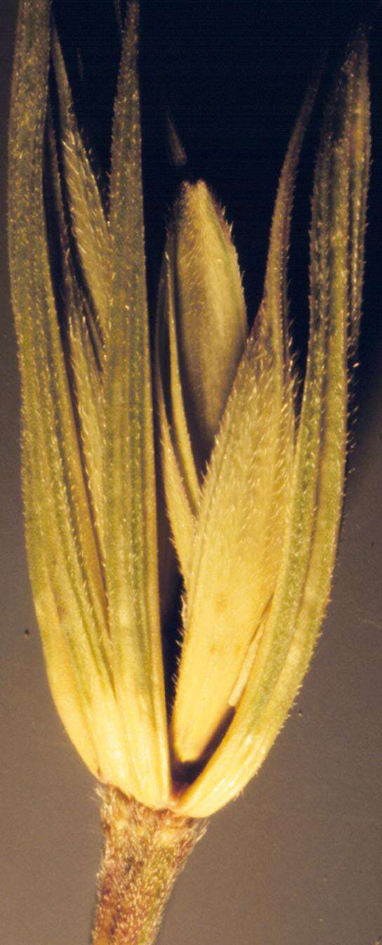 Imagem de Elymus virginicus L.