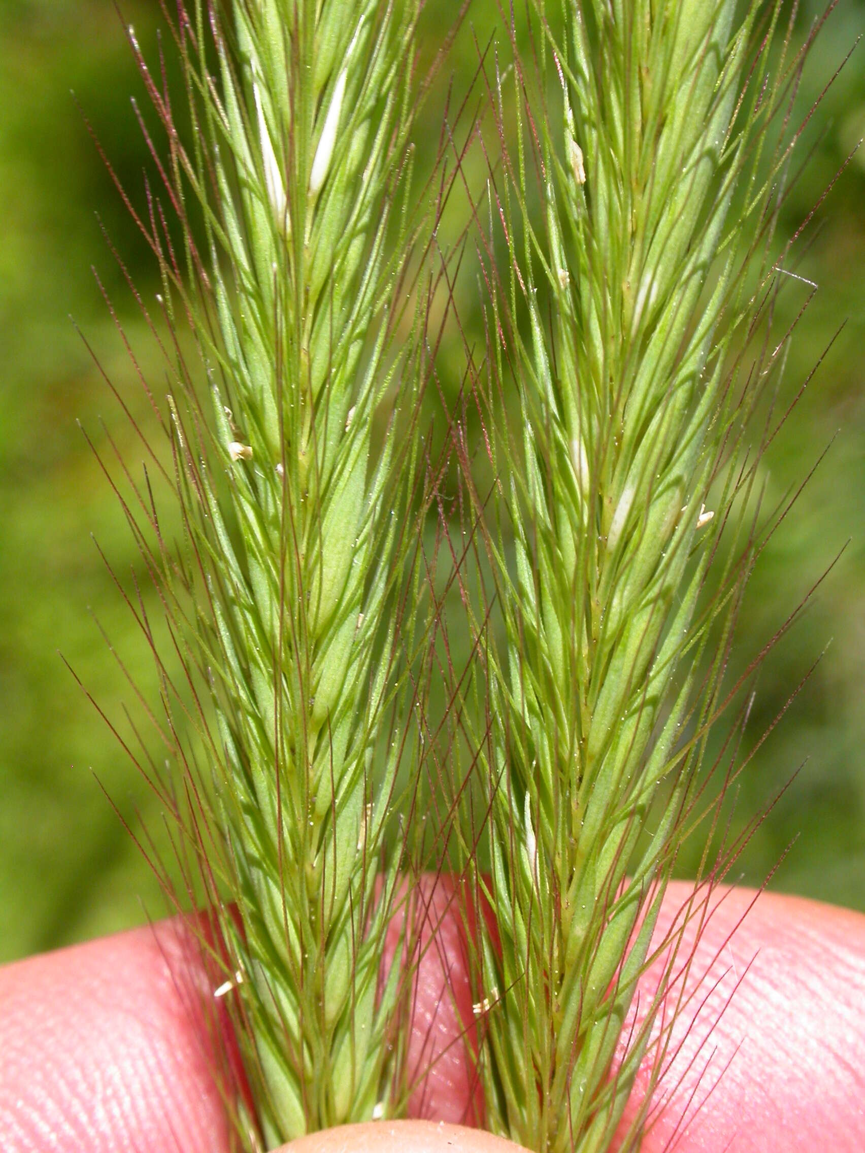 Image of meadow barley