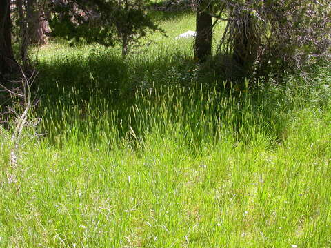 Image of meadow barley