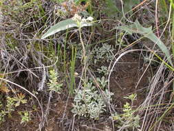 Image of littleleaf pussytoes