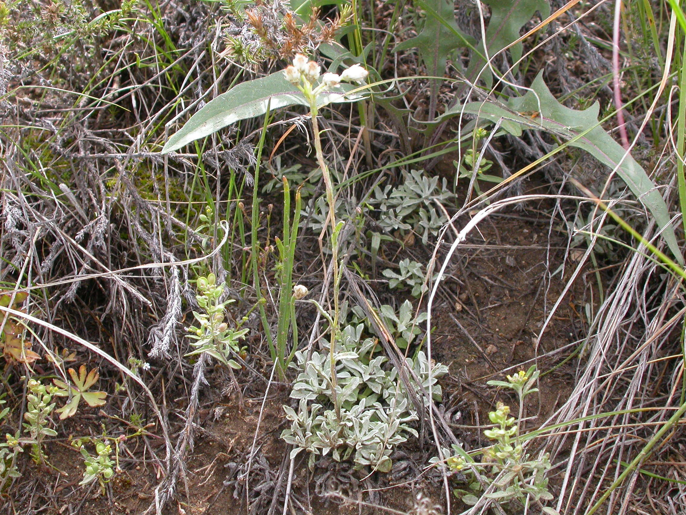 Image of littleleaf pussytoes
