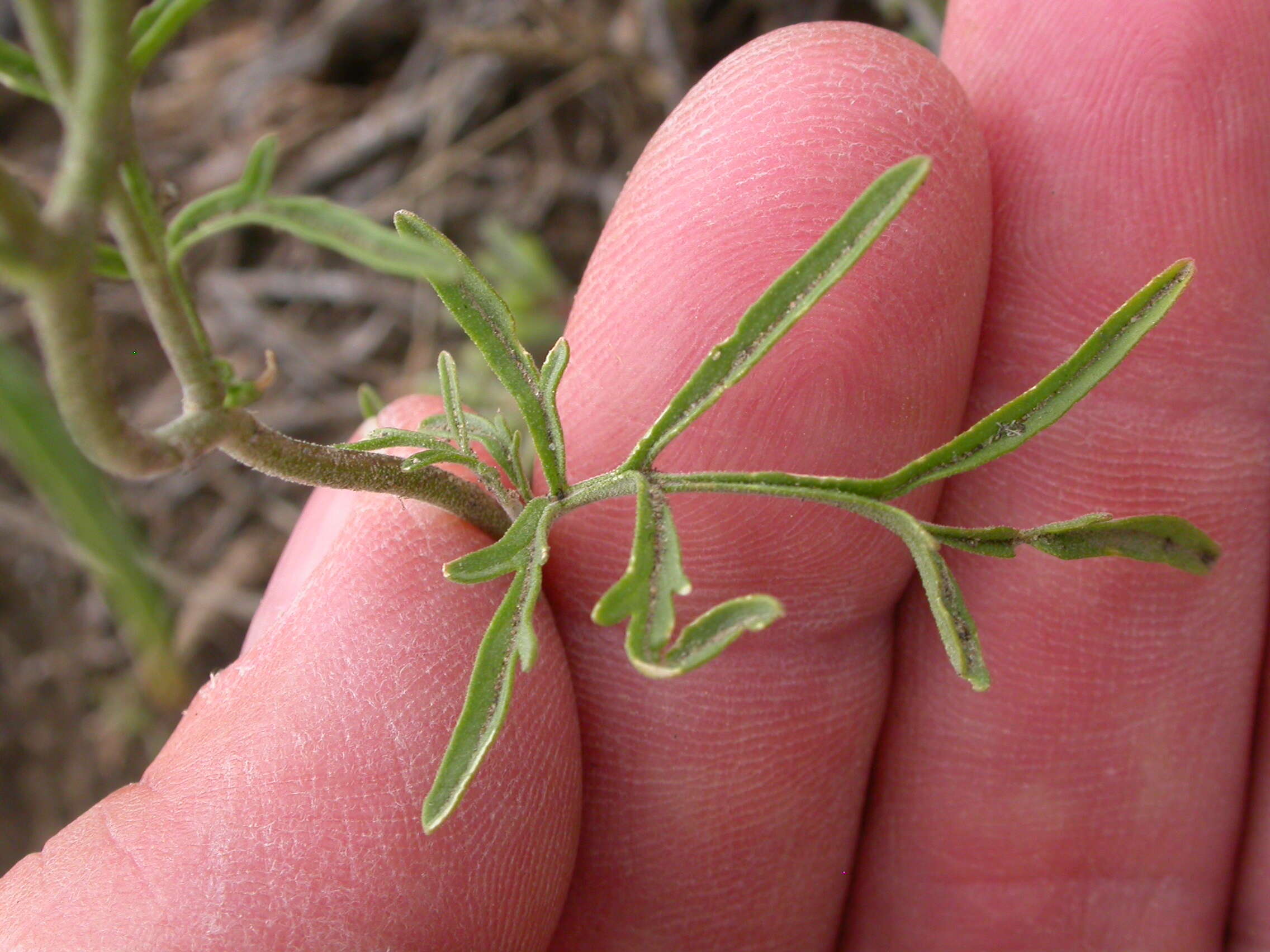 Image of western tansymustard