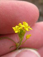 Image of western tansymustard