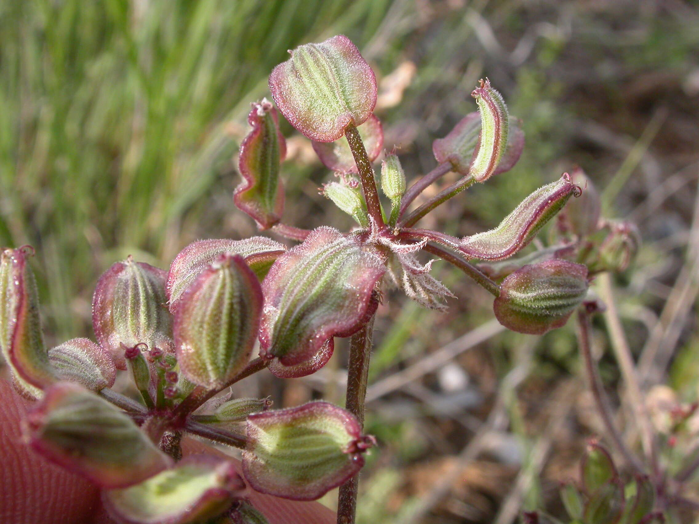 Image of desert biscuitroot