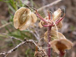 Image of desert biscuitroot