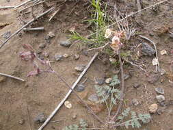 Image of desert biscuitroot