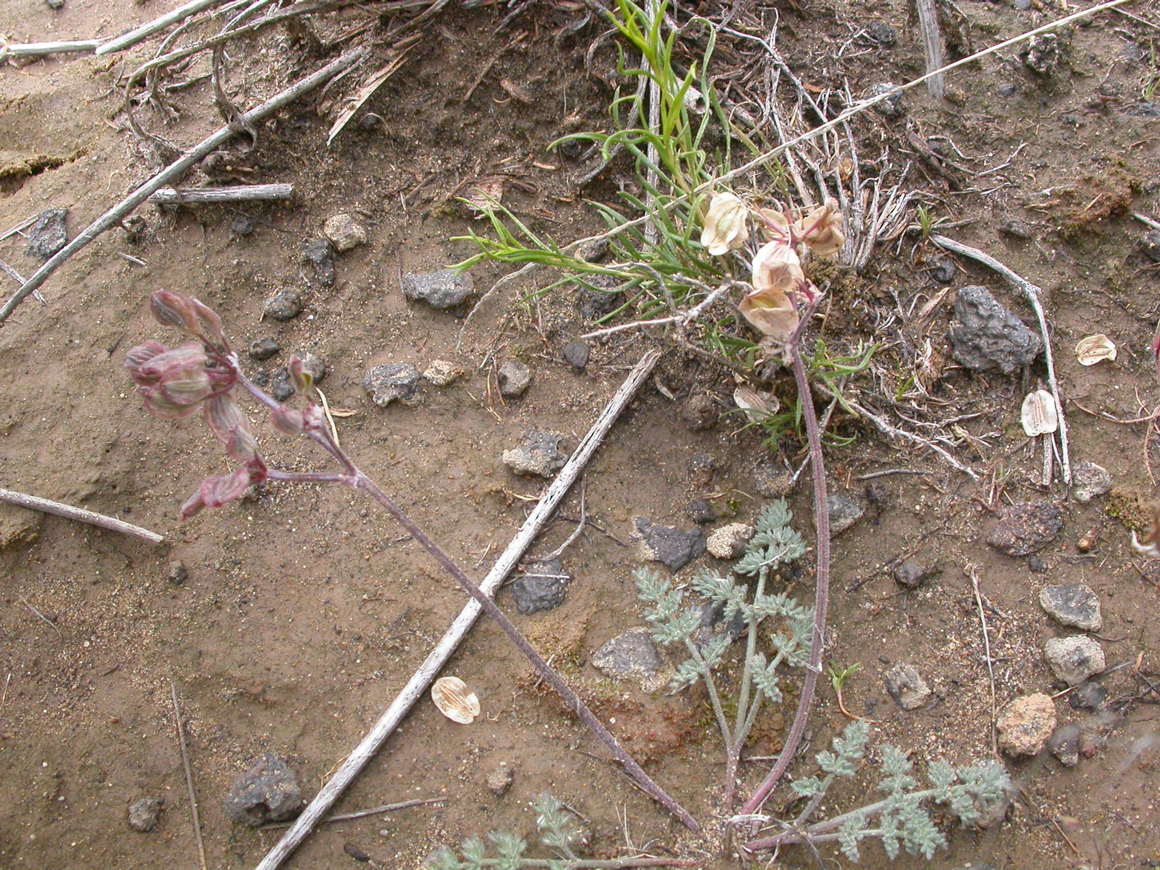 Image of desert biscuitroot