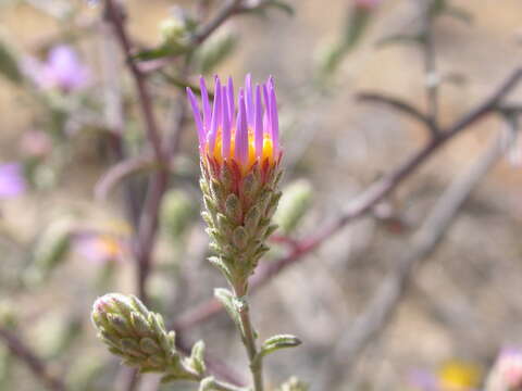 Image of Hoar False Tansy-Aster