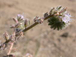 Image of silverleaf phacelia