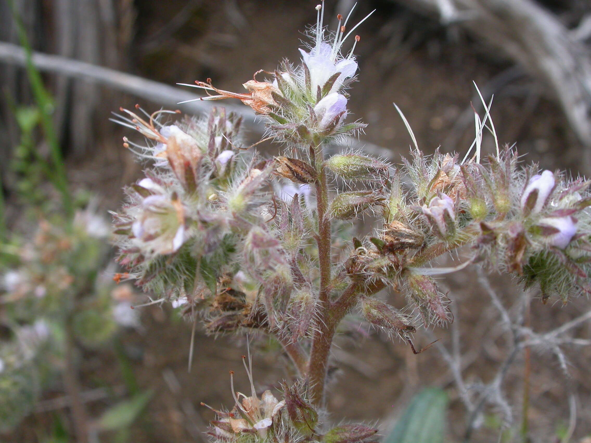 Image of silverleaf phacelia