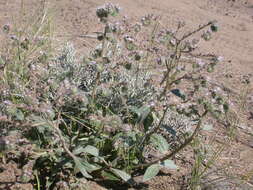 Image of silverleaf phacelia