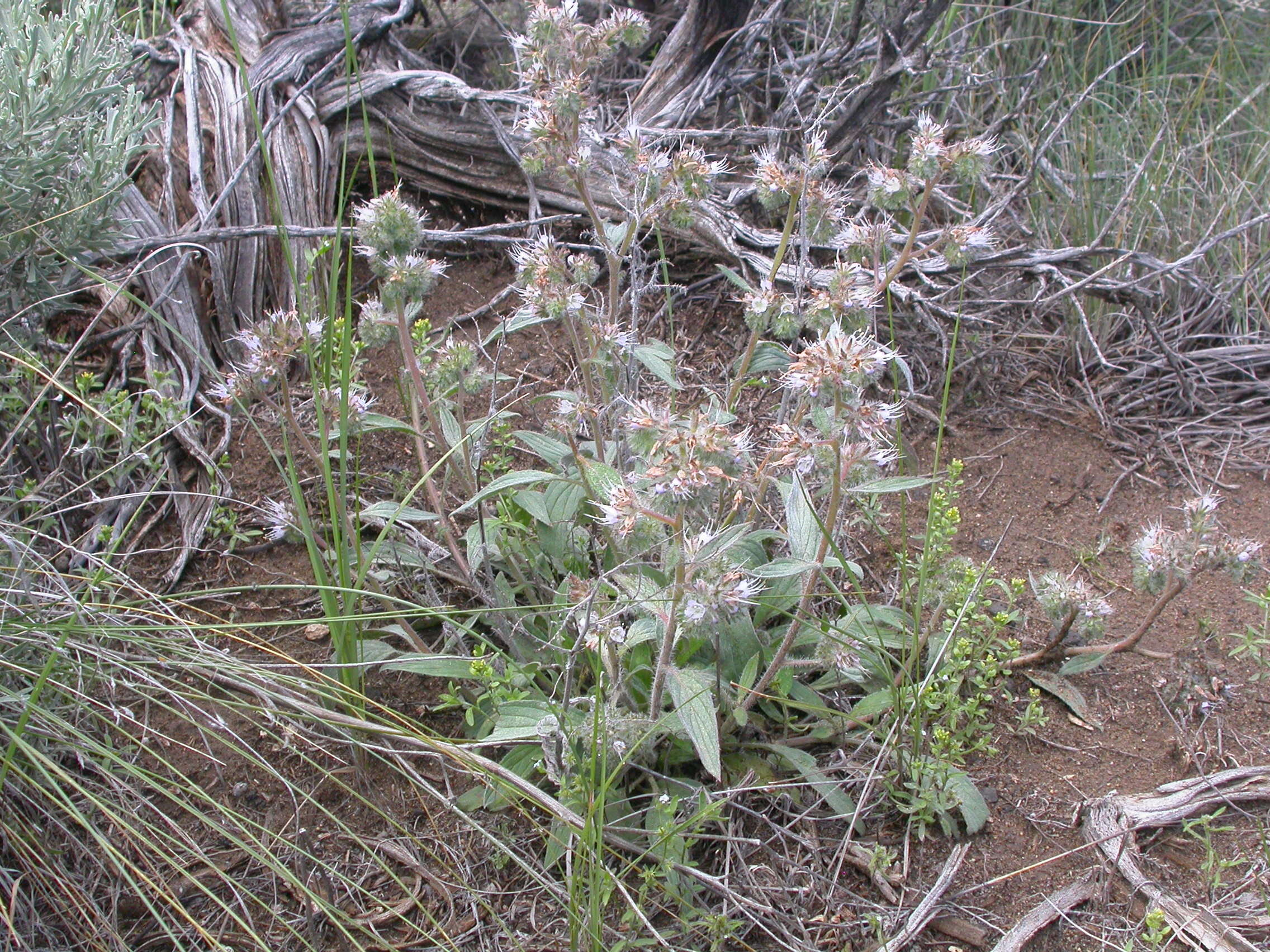 Image of silverleaf phacelia