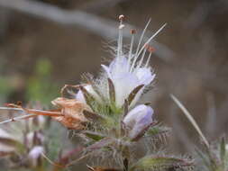 Image of silverleaf phacelia