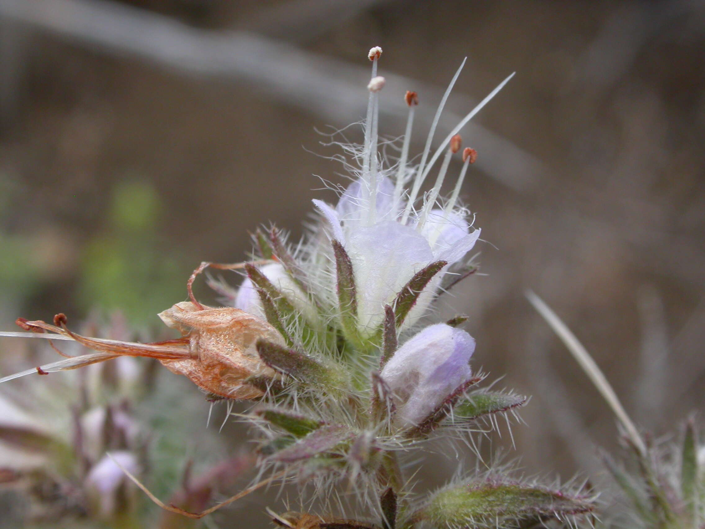 Image of silverleaf phacelia