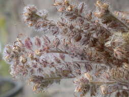 Image of silverleaf phacelia