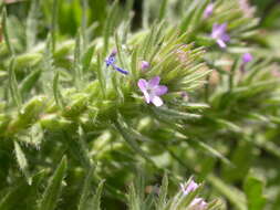 Image de Verbena bracteata Cav. ex Lag. & Rodr.