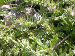 Image of bigbract verbena