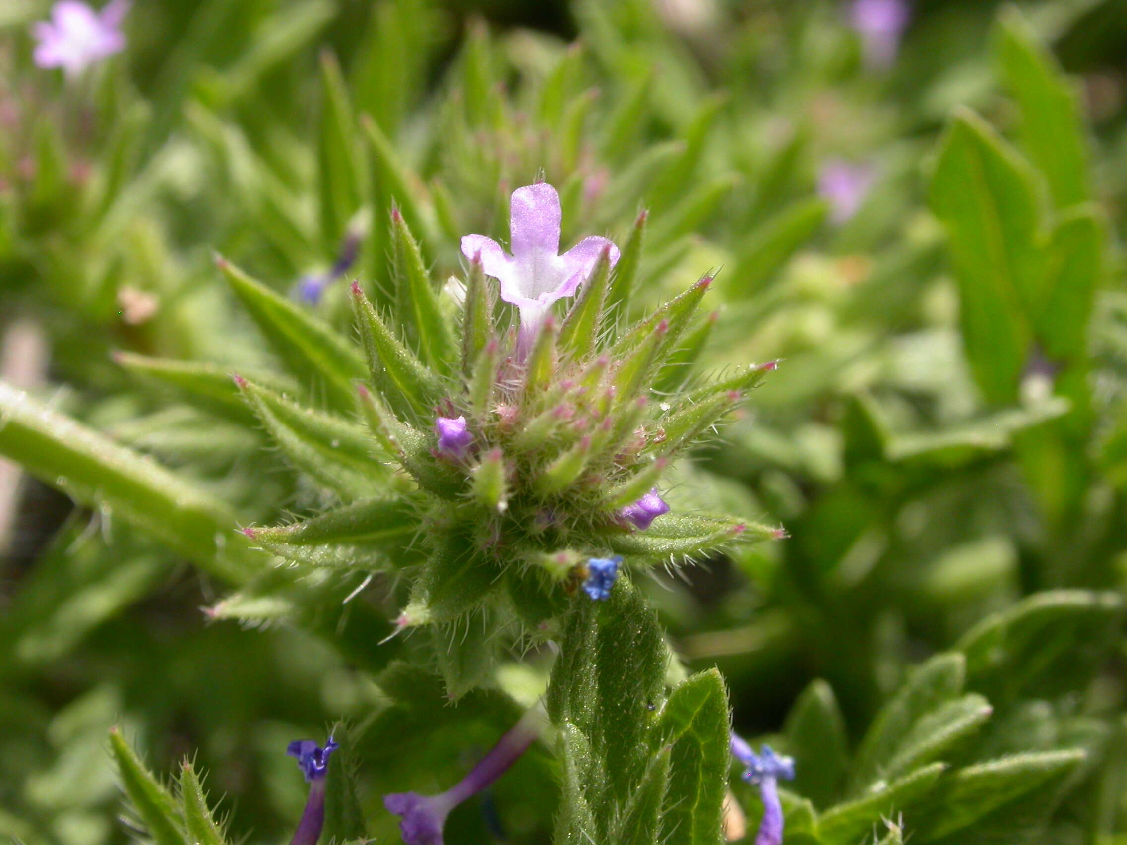 Image of bigbract verbena