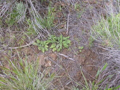 Image of Valley Violet