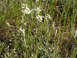 Image of littleleaf pussytoes