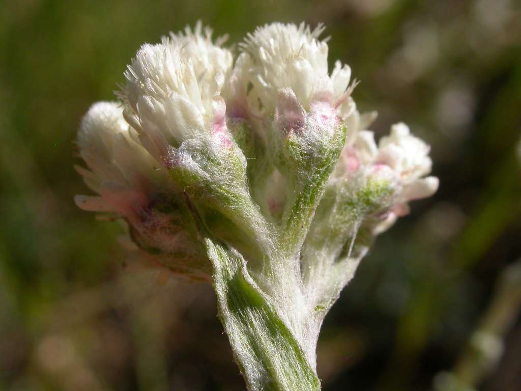 Image of littleleaf pussytoes