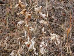 Image of oneflower helianthella