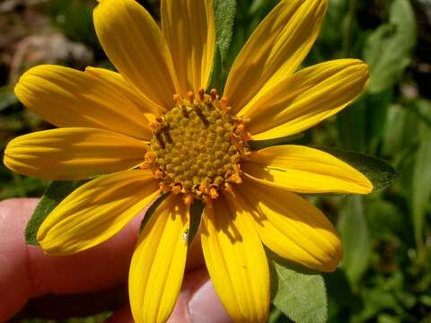 Image of oneflower helianthella