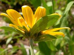 Image of oneflower helianthella