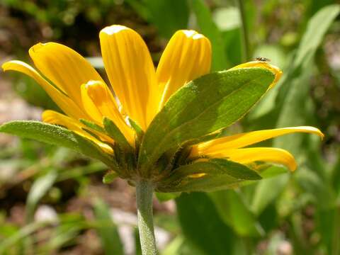 Image of oneflower helianthella