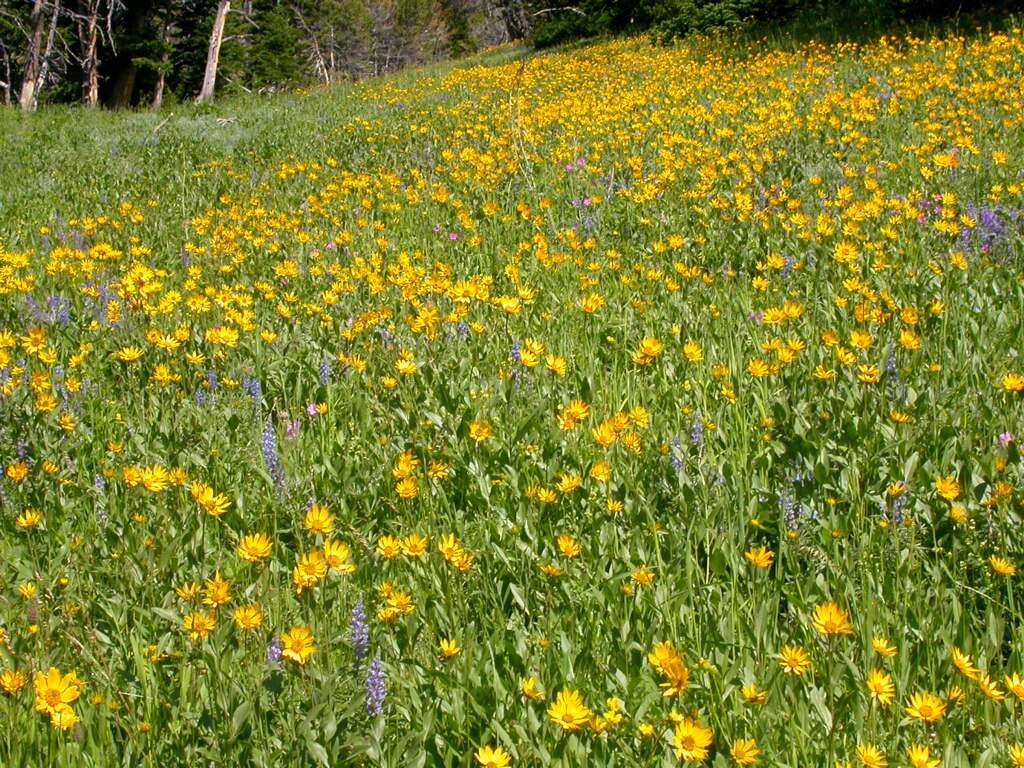 Sivun Helianthella uniflora (Nutt.) Torr. & A. Gray kuva