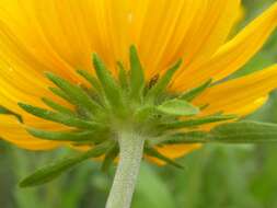 Image of oneflower helianthella