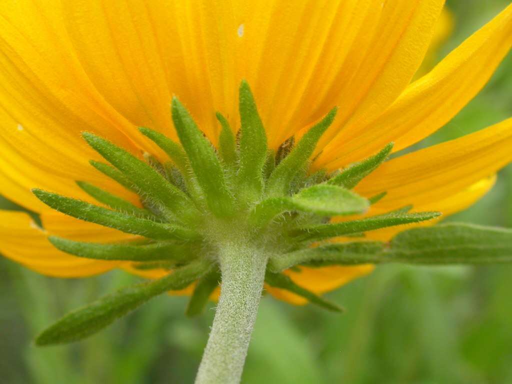 Image of oneflower helianthella