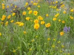 Sivun Helianthella uniflora (Nutt.) Torr. & A. Gray kuva