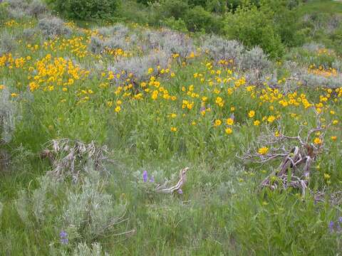 Image of oneflower helianthella