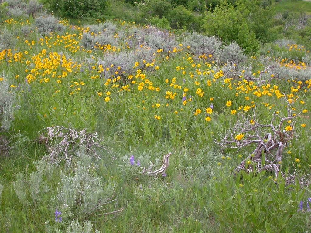 Image of oneflower helianthella