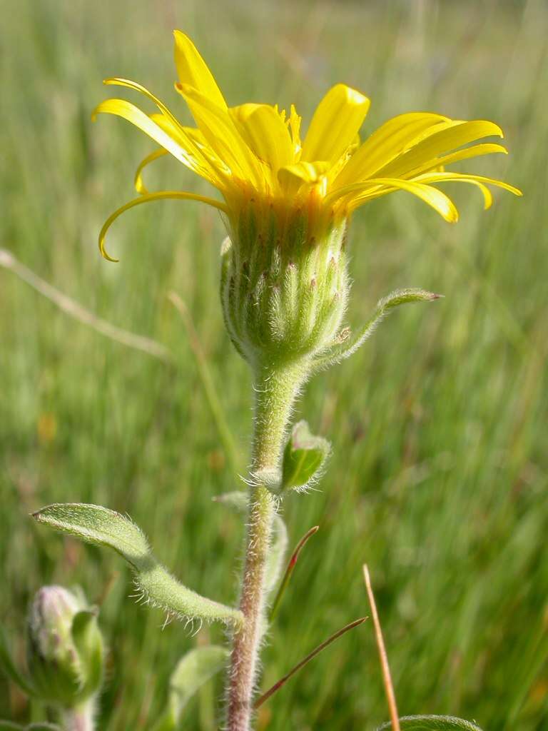 Imagem de Heterotheca villosa (Pursh) Shinners