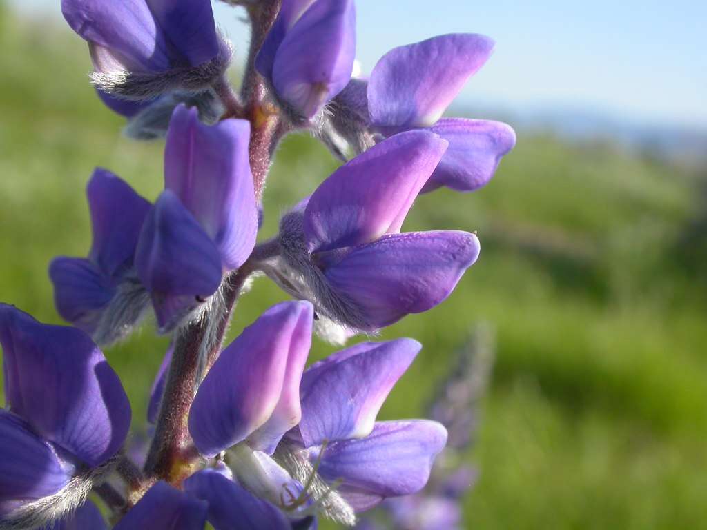 Imagem de Lupinus argenteus Pursh