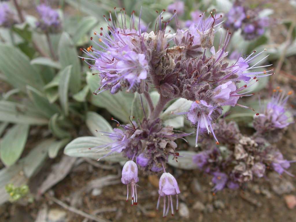 Image of silverleaf phacelia