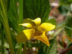 Image of Nuttall's violet