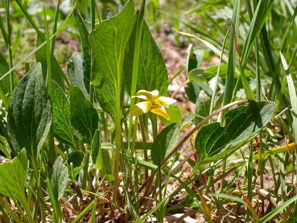 Image of Nuttall's violet