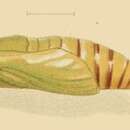 Sivun Eupithecia druentiata Dietze 1902 kuva