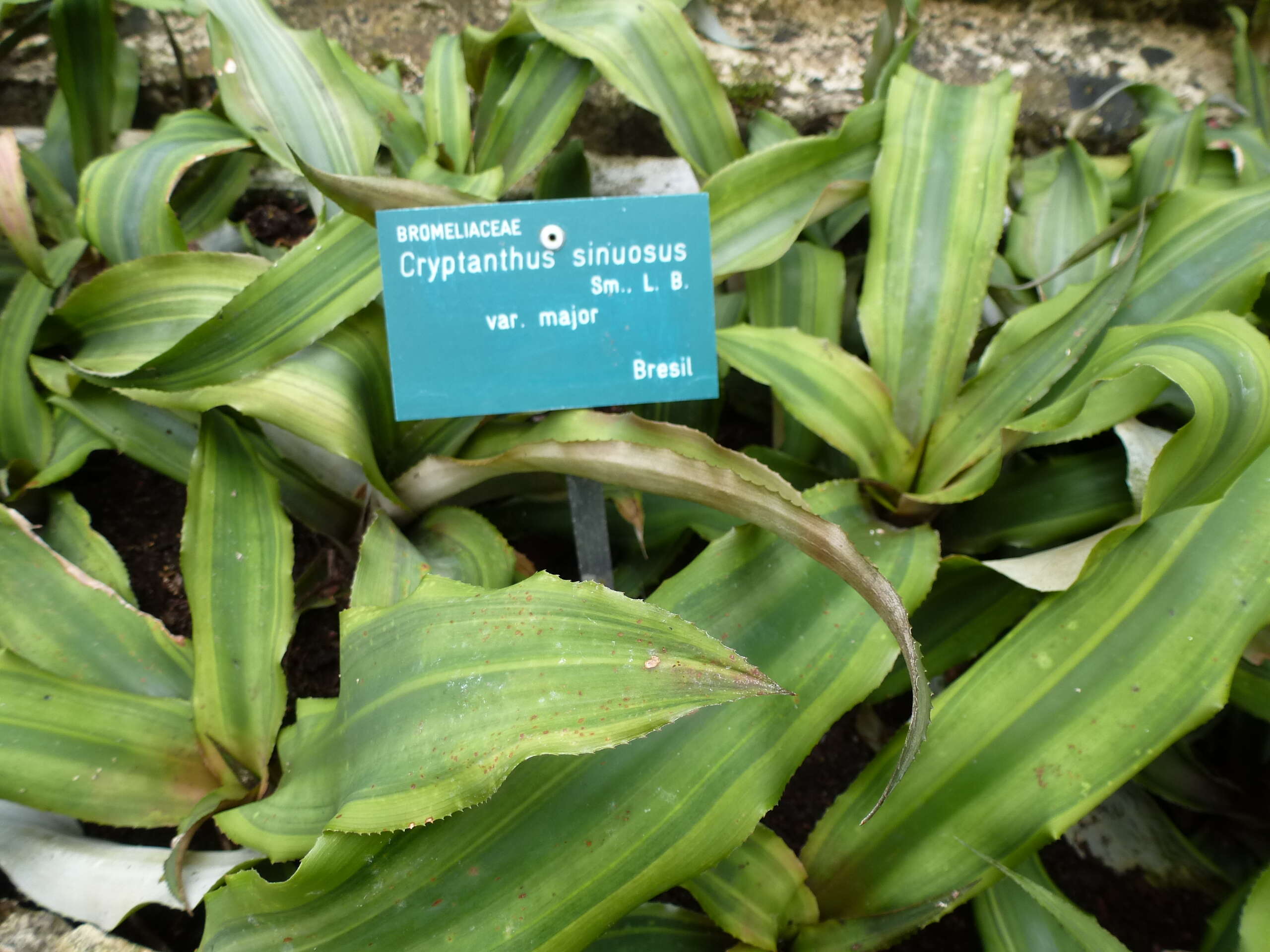 Image of Cryptanthus acaulis (Lindl.) Beer