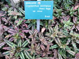 Image of Cryptanthus bivittatus (Hook.) Regel